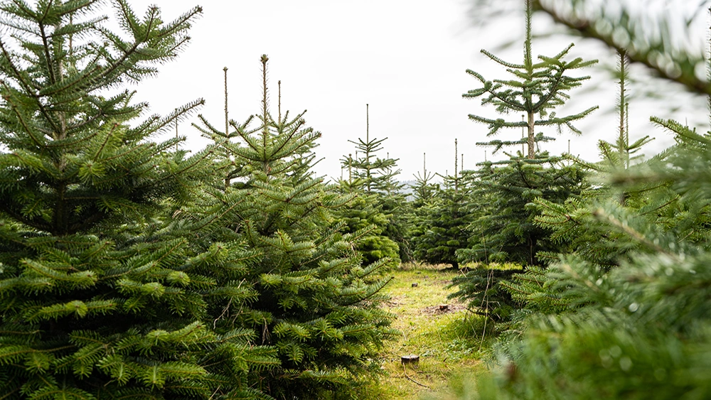 Bohnis Christbaumwelt in Wilhelmsdorf