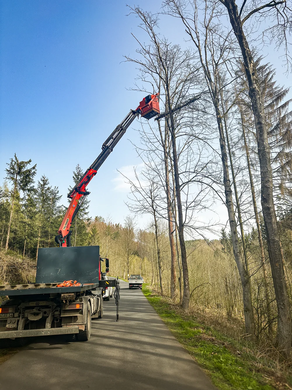 Problembaum – RR Däumer Willhelmsdorf Thüringen