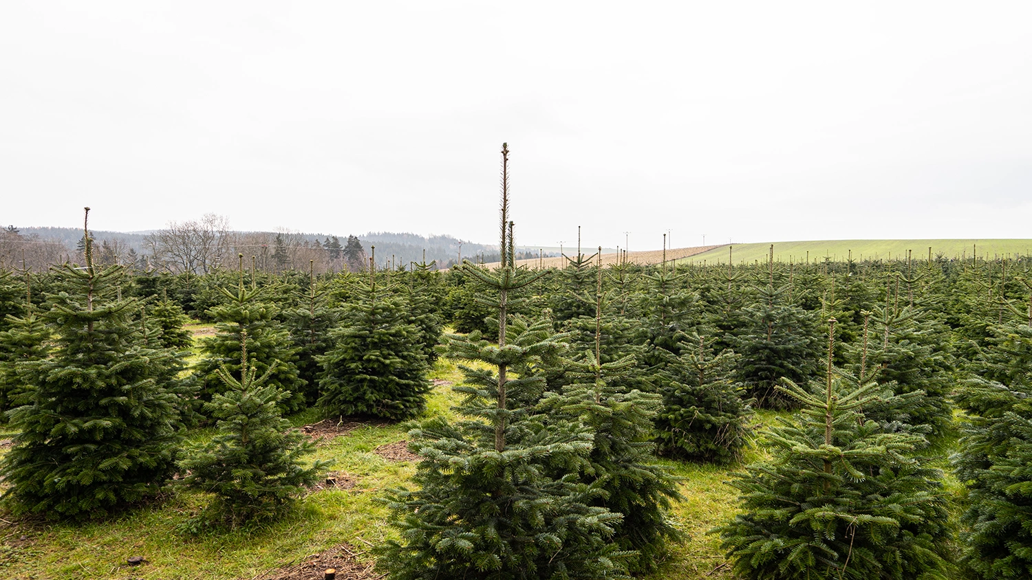 Weihnachtsbaumplanatage in Wilhelmsdorf in Thüringen